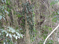 Rhipsalis elliptica