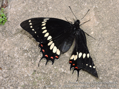 Papilio scamander