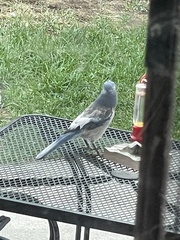 Aphelocoma woodhouseii