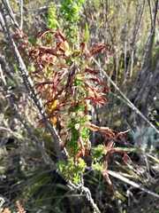 Erica coccinea