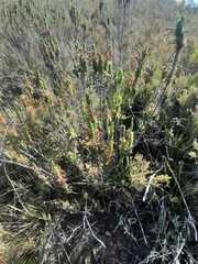 Erica coccinea