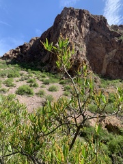 Pleradenophora bilocularis