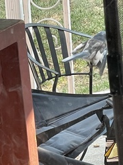 Aphelocoma woodhouseii