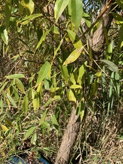 Salix euxina