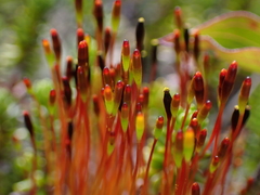 Tetraplodon mnioides