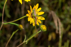 Conocephalus strictus
