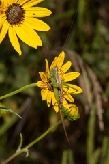 Conocephalus strictus