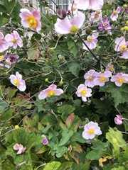 Eriocapitella hupehensis