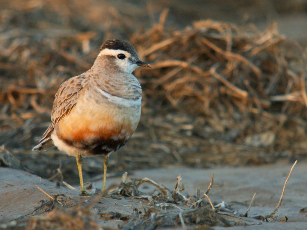 Eurasian Dotterel photo