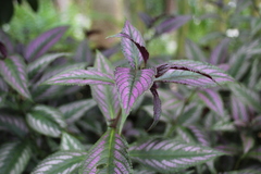 Strobilanthes auriculata dyeriana