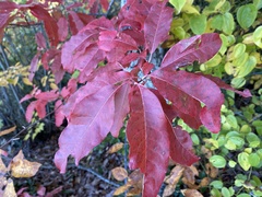 Oxydendrum