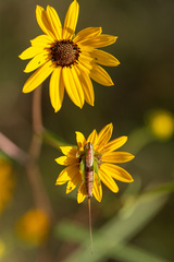 Conocephalus strictus