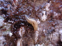 Prophysaon foliolatum