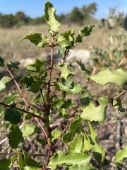 Zanthoxylum hirsutum