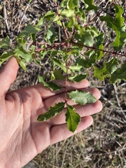 Zanthoxylum hirsutum