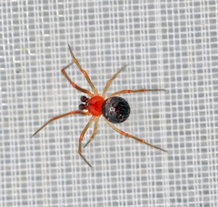 Ruborridion musivum