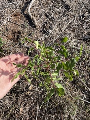 Zanthoxylum hirsutum