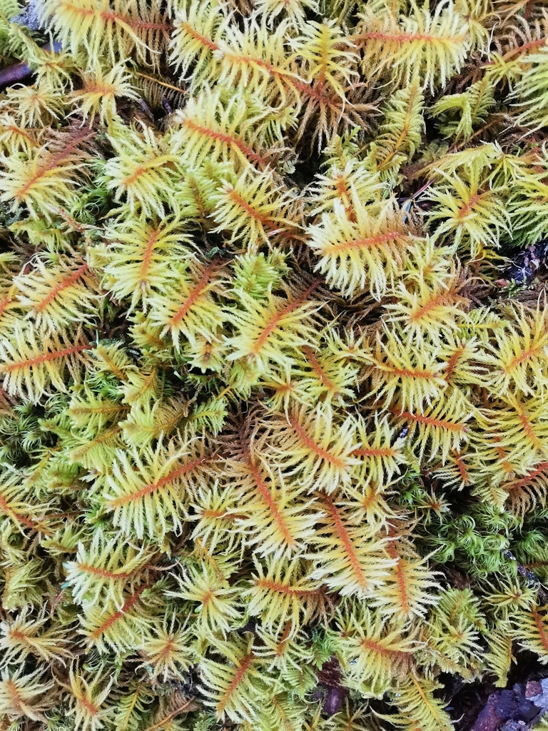Actinothuidium hookeri (Actinothuidium hookeri)
