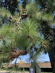 Pinus rigida