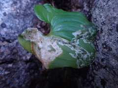 Parallelomma vittatum
