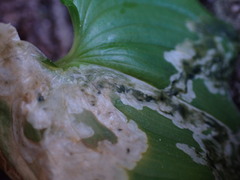 Parallelomma vittatum
