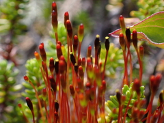 Tetraplodon mnioides