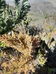 Erica serrata