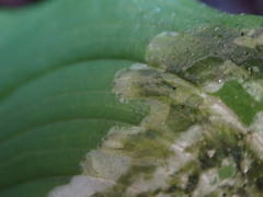 Parallelomma vittatum
