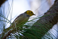 Setophaga occidentalis