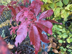Oxydendrum