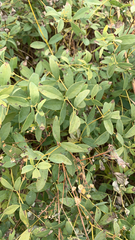 Baptisia tinctoria