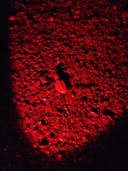 Lepidochelys olivacea