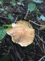 Polyporus radicatus