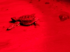 Lepidochelys olivacea