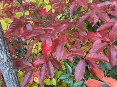 Oxydendrum