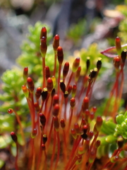 Tetraplodon mnioides