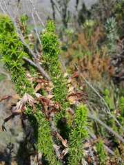 Erica coccinea