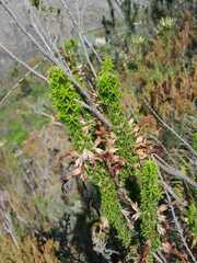 Erica coccinea
