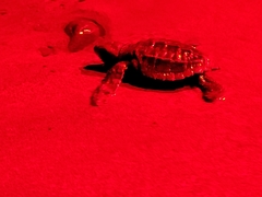 Lepidochelys olivacea