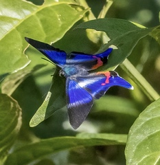 Rhetus dysonii