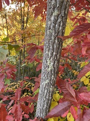 Oxydendrum