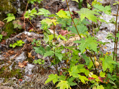 Acer glabrum