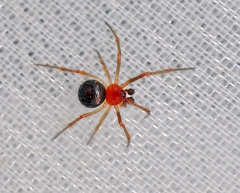 Ruborridion musivum