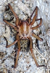 Eratigena agrestis