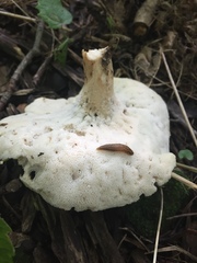 Polyporus radicatus