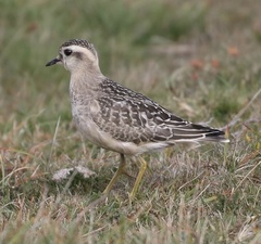 Charadrius morinellus