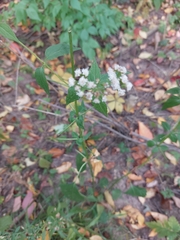Eupatorieae