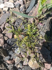 Myosotis sparsiflora