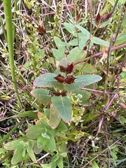 Hypericum virginicum