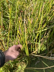 Eleocharis quadrangulata